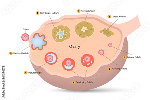 Ovarian cycle diagram, Ovulation, Anatomy of female egg cell development, Ovary cross section