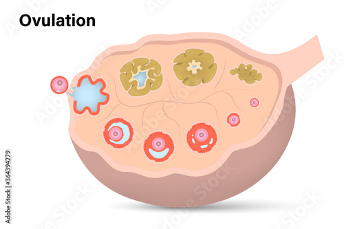 Ovulation diagram, Ovarian cycle, Anatomy of female egg cell development, Ovary cross section