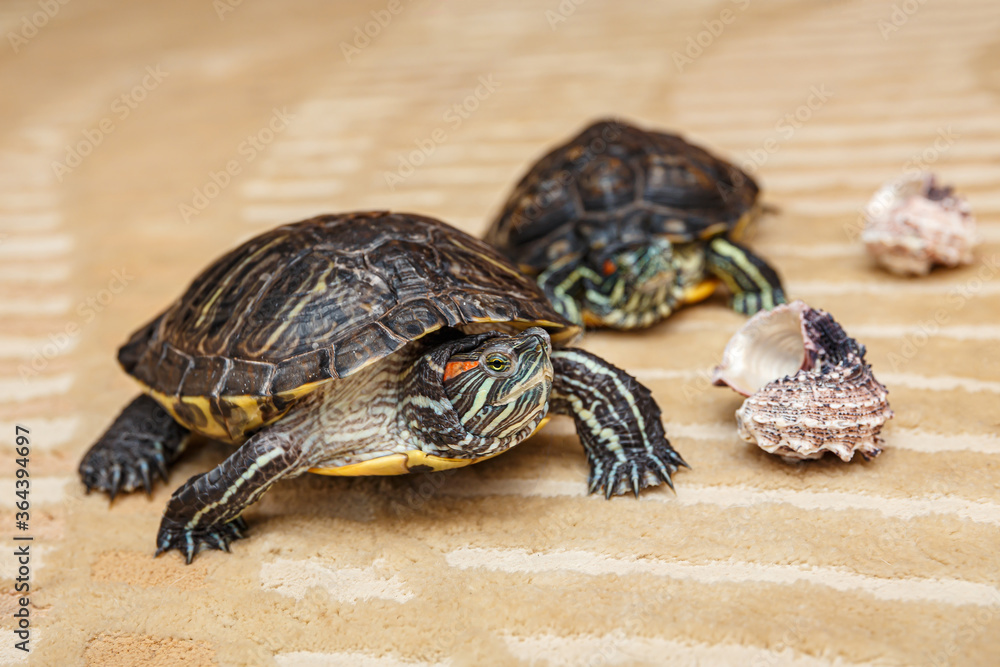Obraz premium A rub-eared tortoise crawls