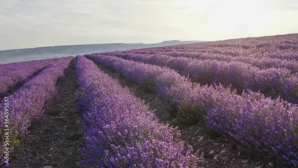 Aerial nature landscape video. Flight over lavender meadow at sunset. Agriculture industry scene. Aerial nature landscape video. Flight over lavender meadow at sunset. Agriculture industry scene.