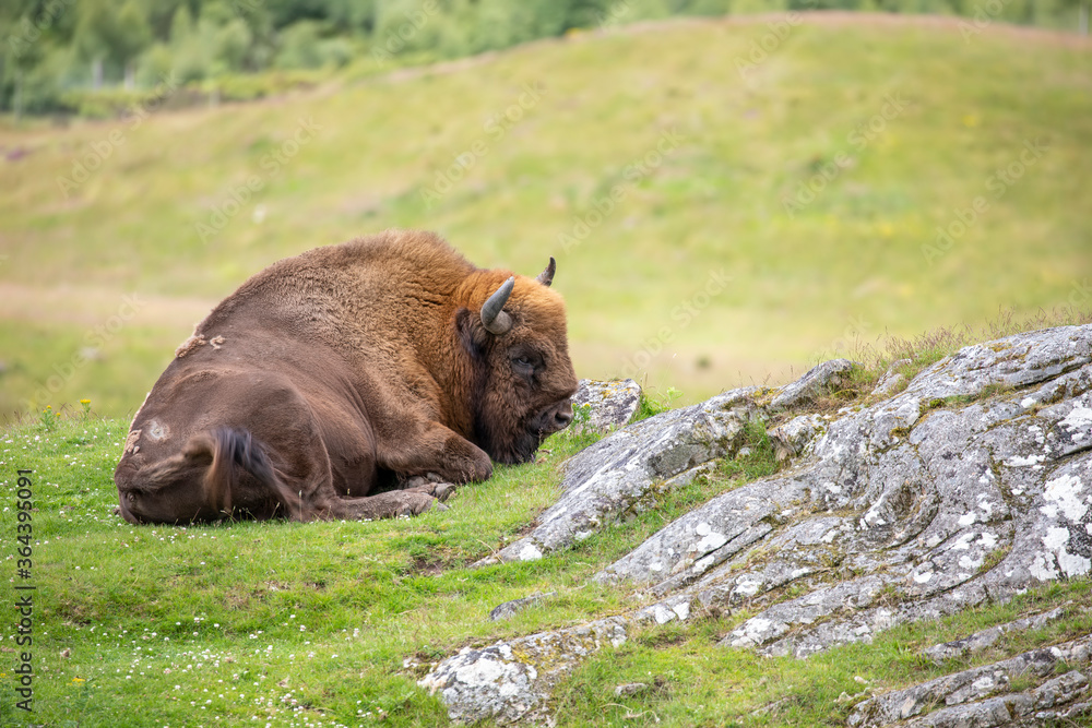 european male bison, Bison bonasus, grazing on grass and laying down during a sunny spring day.