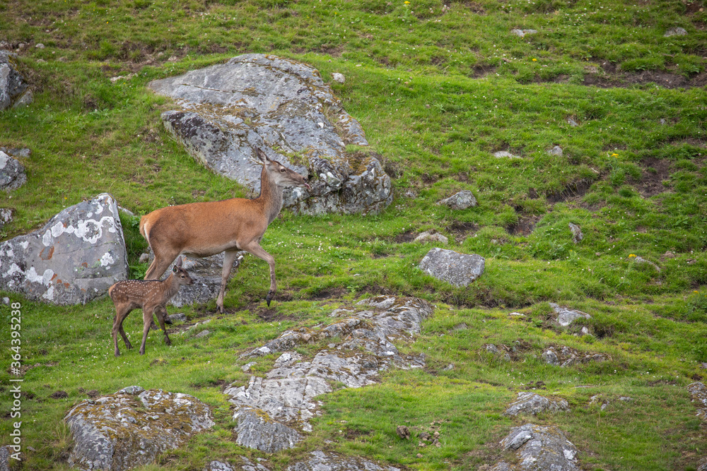 scottish red deer, Cervus elaphus scoticus, hind with new born/calf moving up a slope of moorland during spring/summer in scotland.
