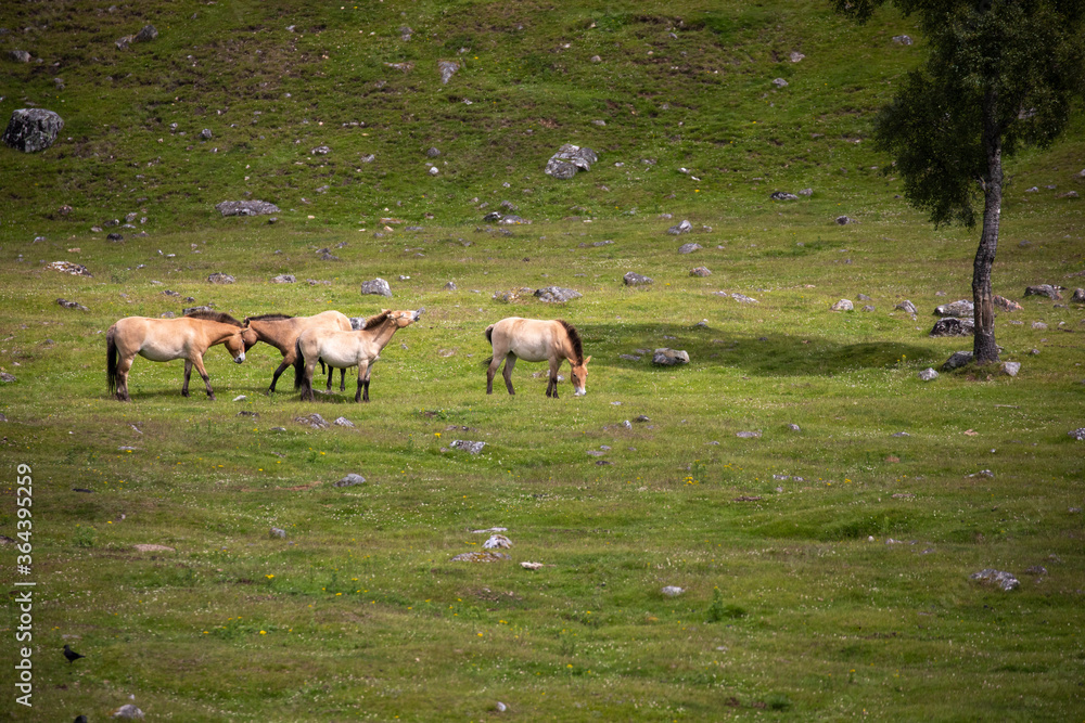 Przewalski's horse's, Equus ferus przewalskii, herding together eating on grassland during a sunny day in spring.
