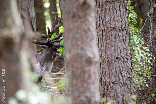 Obraz na płótnie Forest reindeer, Rangifer tarandus fennicus, seen through the woodland eating bark off branches during a sunny spring day. w salonie