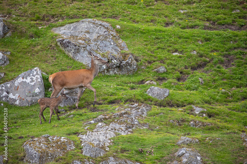 Obraz na płótnie scottish red deer, Cervus elaphus scoticus, hind with new born/calf moving up a slope of moorland during spring/summer in scotland. w salonie