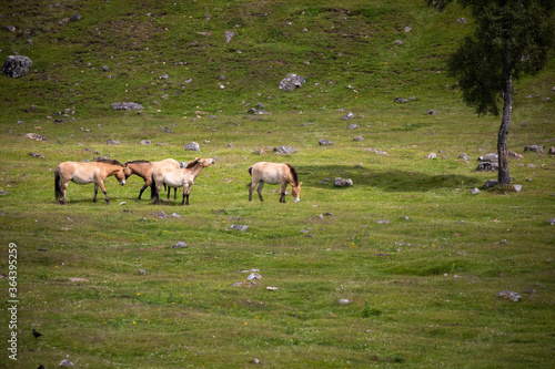 Obraz na płótnie Przewalski's horse's, Equus ferus przewalskii, herding together eating on grassland during a sunny day in spring. w salonie