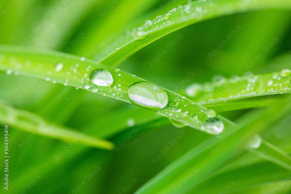 water drops on the green grass water drops on the green grass