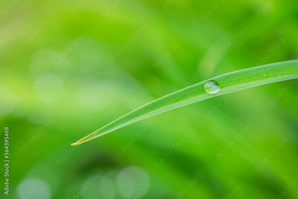 Obraz premium water drops on the green grass