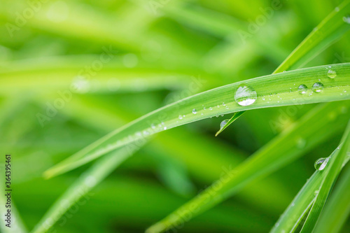 water drops on the green grass © spacezerocom