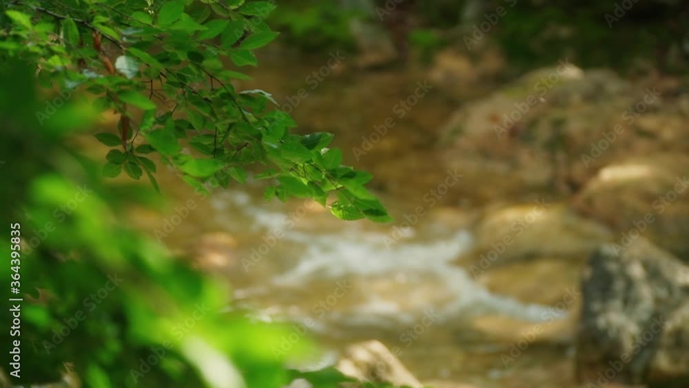 Tree leaf branch and river stream in the forest. Focusing from a branch to a stream of water.