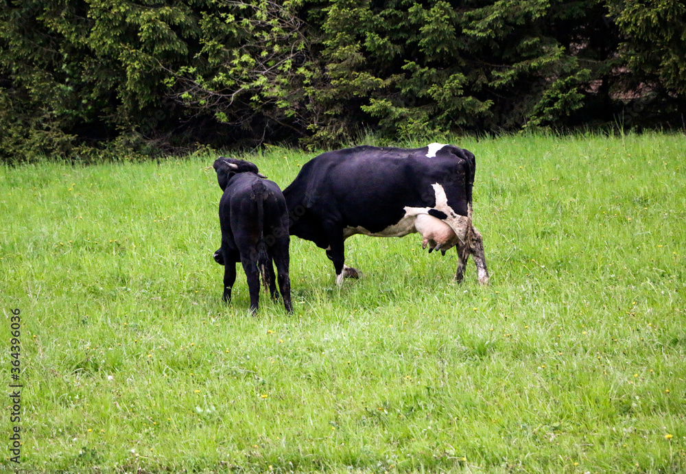 young dairy cows, go from pasture through green meadow along forest, with young gobies and heifers. young dairy cows, go from pasture through green meadow along forest, with young gobies and heifers.
