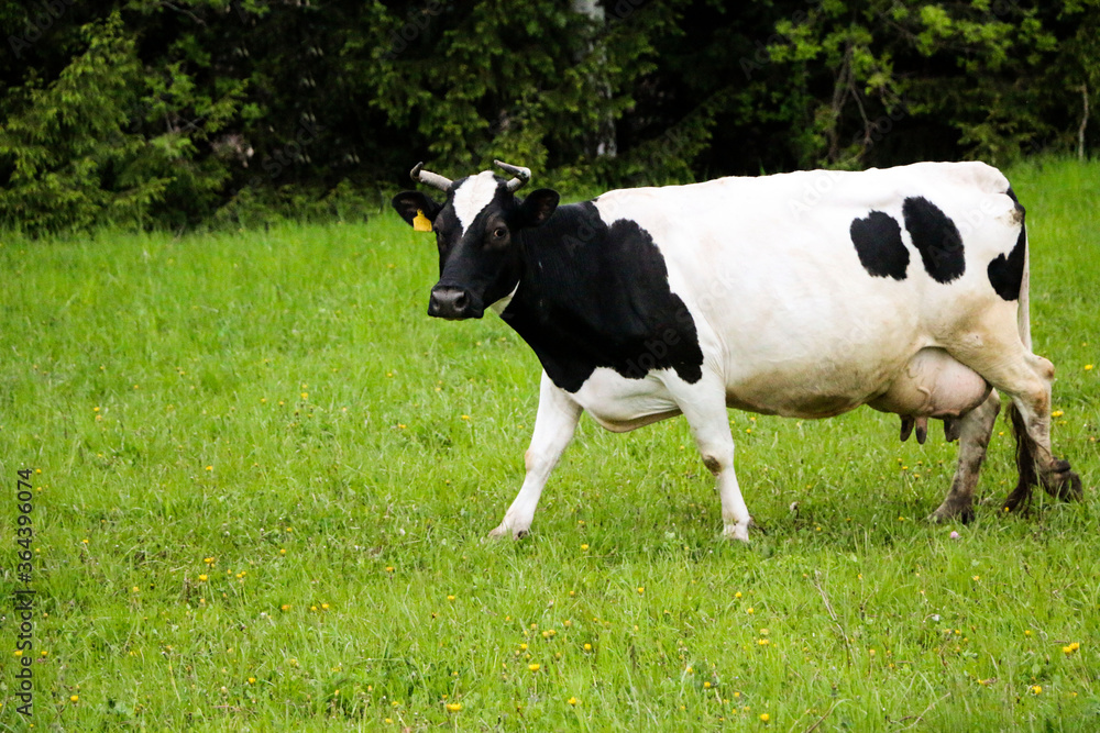young dairy cows, go from pasture through green meadow along forest, with young gobies and heifers. young dairy cows, go from pasture through green meadow along forest, with young gobies and heifers.