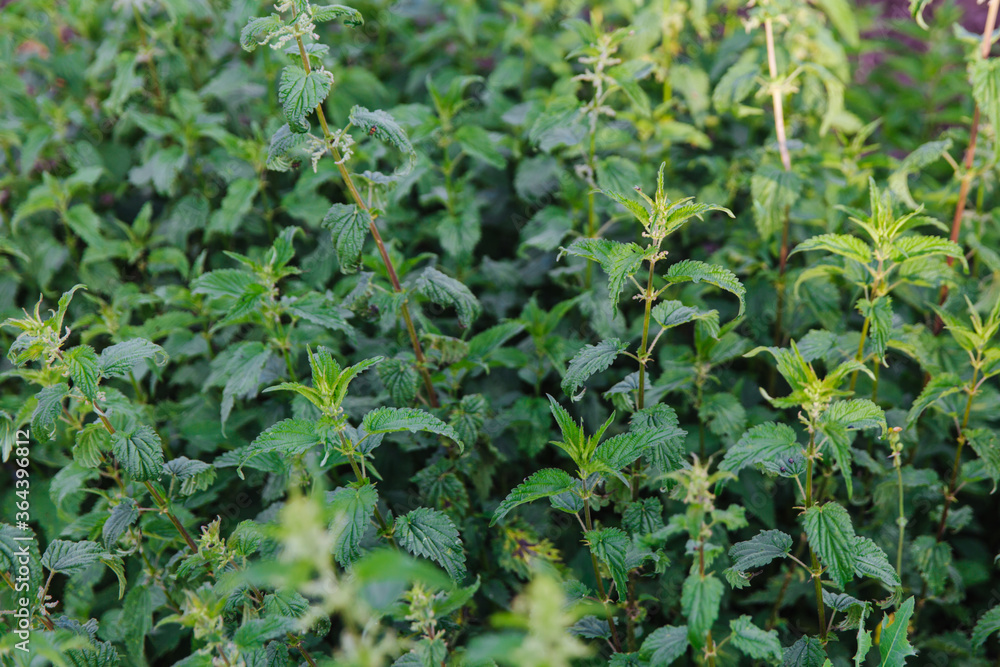 Nettle with green leaves. Nettle plants grow in the ground. Concept of alternative medicine