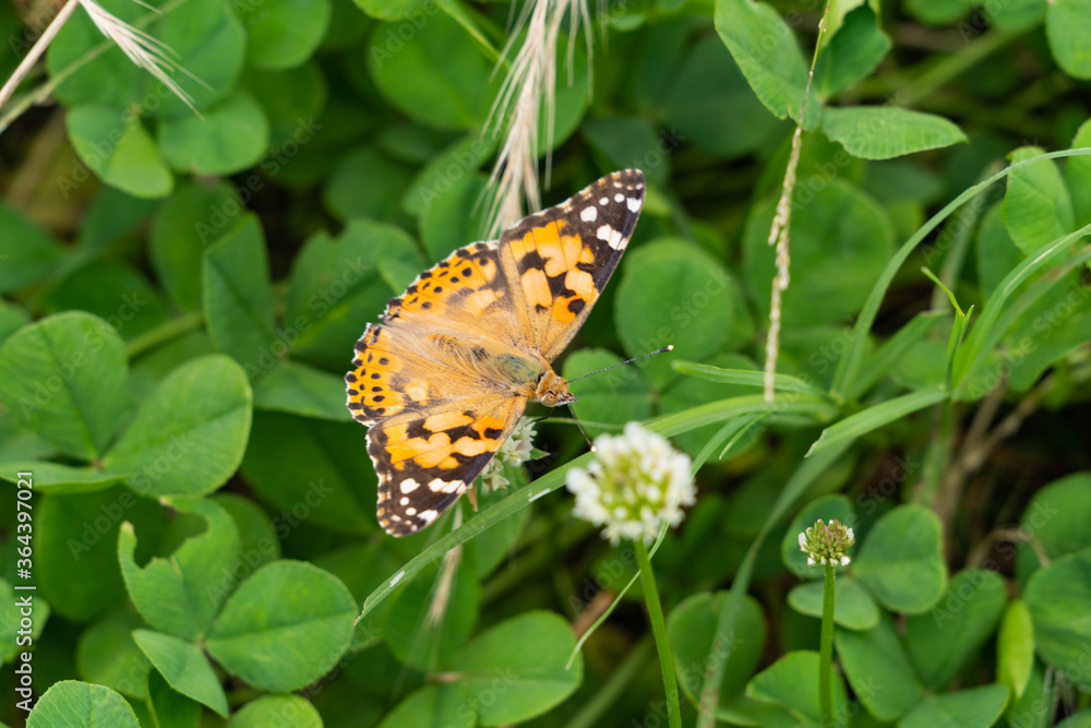 Painted Lady - Vanessa cardui - is sucking the nectar of a white clover flower in Fukuoka city, JAPAN. Painted Lady - Vanessa cardui - is sucking the nectar of a white clover flower in Fukuoka city, JAPAN.