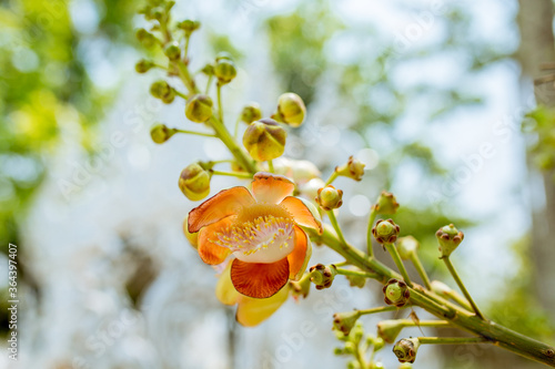 This flower is called Salvia flowers.