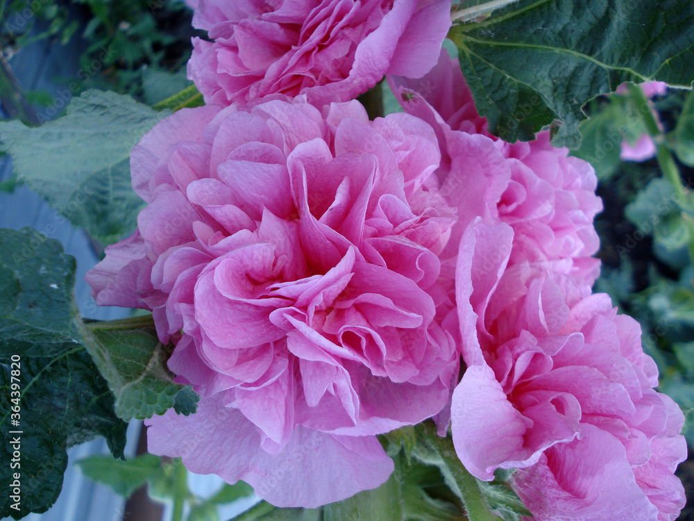 Obraz premium Mallow Terry Newport. Pink lush flowers with green leaves. Garden plant. 