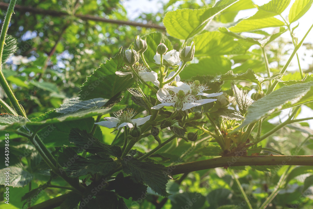 Garden blackberry white flowers. Blooming and buds. Close-up. Small white flowers on dense green bushes of a blackberry background in the rays of setting sun. Garden blackberry white flowers. Blooming and buds. Close-up. Small white flowers on dense green bushes of a blackberry background in the rays of setting sun.