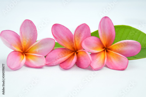 Beautiful tropical frangipani  plumeria  flowers and leaves isolated on white background