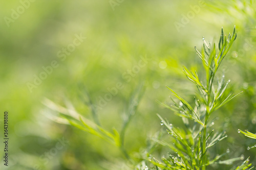 Dill on a bed in the dew and morning rays of the sun. Dill brush in drops of water close-up with copy space.