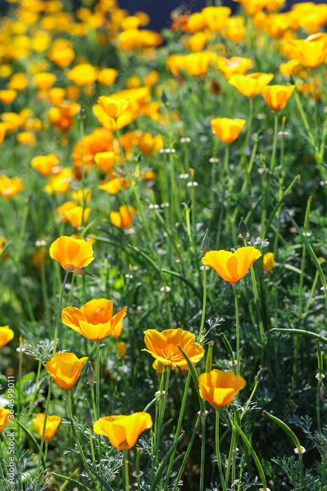 California Golden Poppy. Bright yellow flowers in sunlight