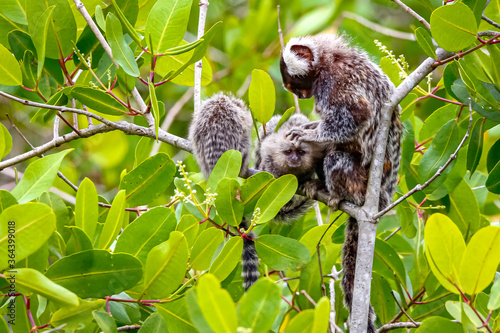 Common marmoset mother with youngsters sitting in a green leaved tree making body care, Paraty, Brazil photo