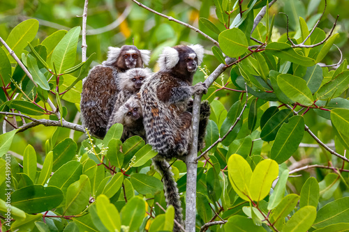 Photography Family of Common marmosets with cubs sitting in a green leaved tree, Paraty, Bra