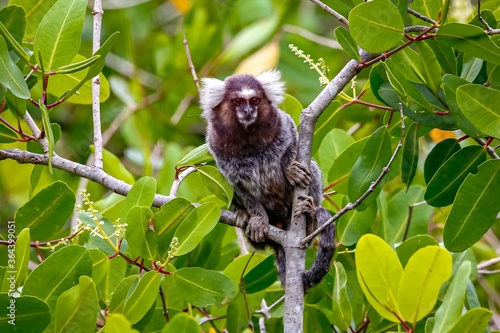 Common marmoset sitting on a brach, facing camera, natural green background, Patty, Brazil