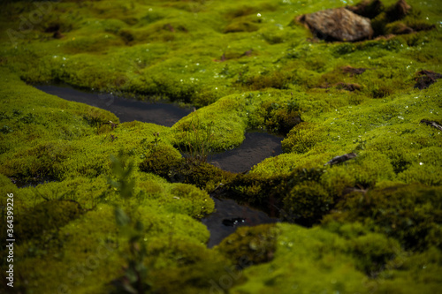 green moss with water drops