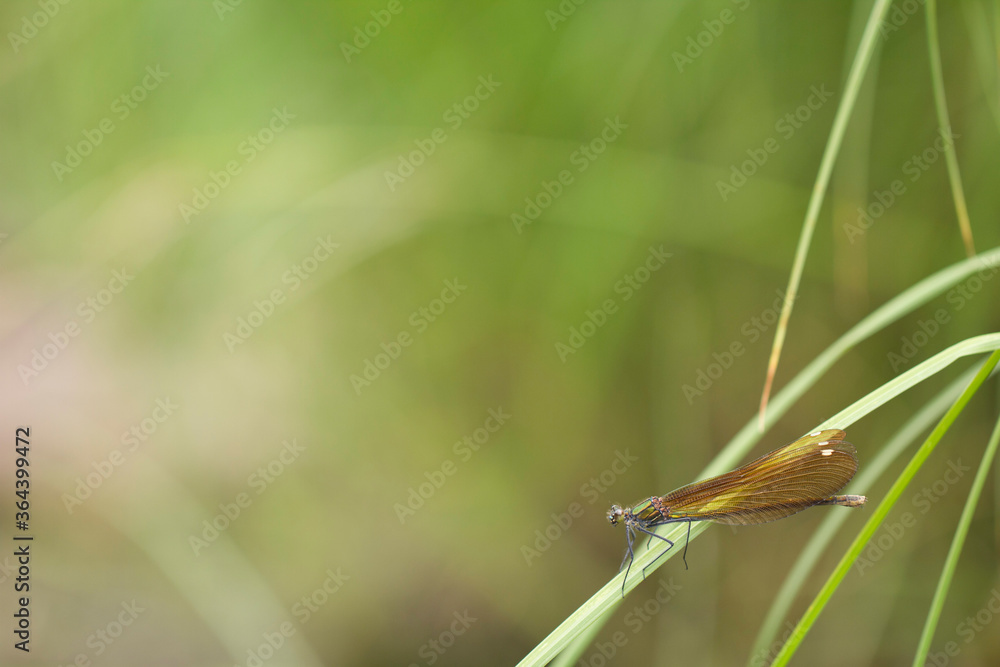 Dragonfly with brown wings sits on a blade of grass on a green background with copy space. Dragonfly with brown wings sits on a blade of grass on a green background with copy space.