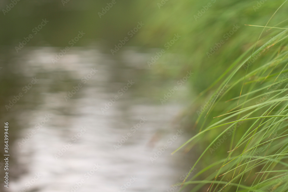 Long green grass leans over a pond with copy space. Long green grass leans over a pond with copy space.