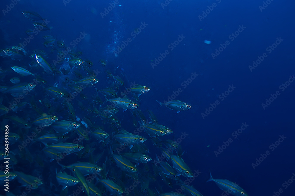 Fototapeta premium scad jamb under water / sea ecosystem, large school of fish on a blue background, abstract fish alive