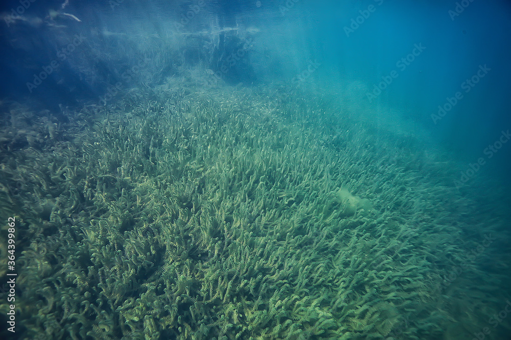 Fototapeta premium underwater green landscape / nature underwater eco ecology lake, wild diving