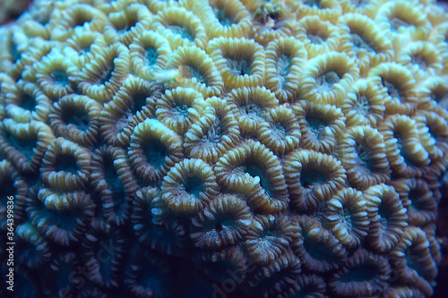 coral reef macro   texture  abstract marine ecosystem background on a coral reef