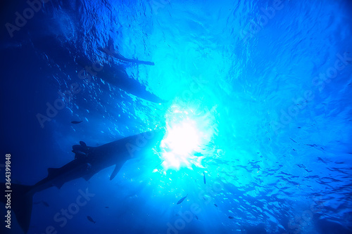 whale shark scene landscape / abstract underwater big sea fish, adventure, diving, snorkeling