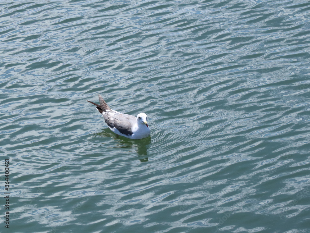 海に浮かぶウミネコ 海に浮かぶウミネコ