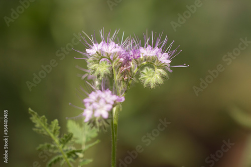 Flower of Phacelia. Purple Phacelia flowers with long stamens in the wild in macro.