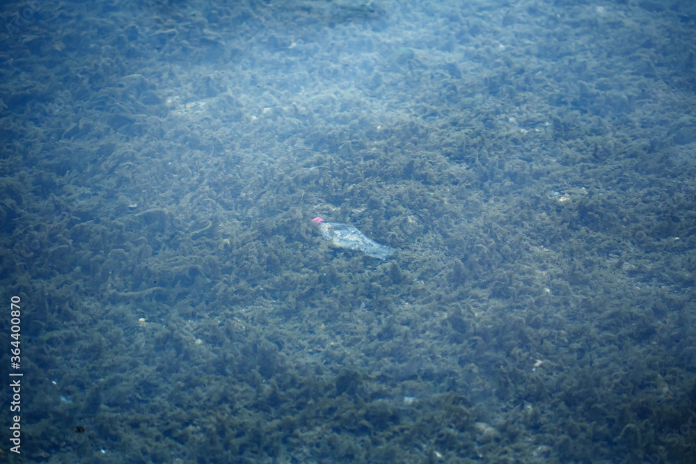 Obraz premium Plastic bottle lying underwater on the bottom among seaweed and mud