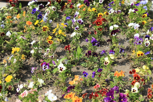 Beautiful multi-colored flowers in the flowerbed. Russia.
