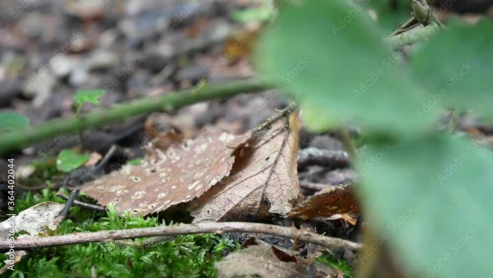 Forest woodland floor closeup dolly left parallax across leaves on ground Forest woodland floor closeup dolly left parallax across leaves on ground