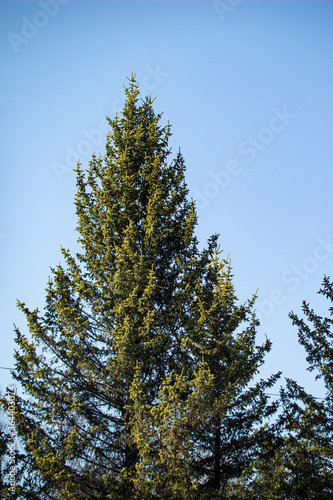 Blue sky, pine, summer, spring, warm weather. Plants, trees.   Forest, clouds, branch, wood, outdoors, foliage, environment, willow, grass, field, spruce, day, natural © Valentina