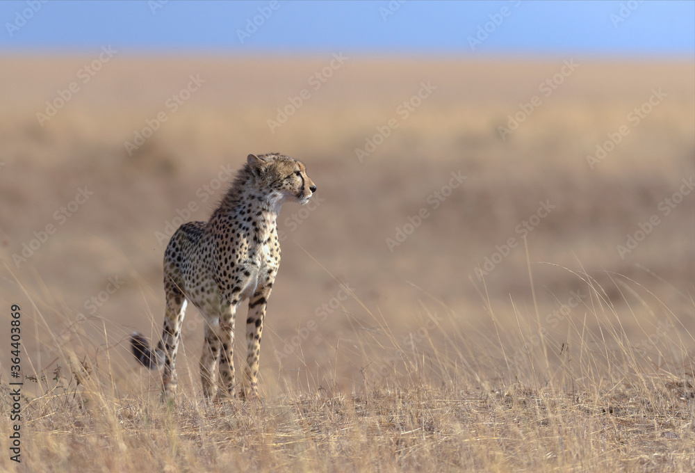 Cheetah Mother on a termite mount looking for prey seen at Masai Mara , Kenya Africa Cheetah Mother on a termite mount looking for prey seen at Masai Mara , Kenya Africa