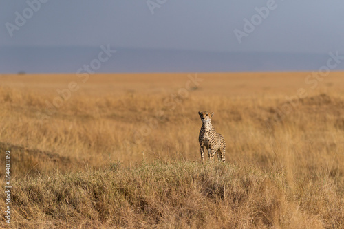 Cheetah Mother on a termite mount looking for prey seen at Masai Mara   Kenya Africa