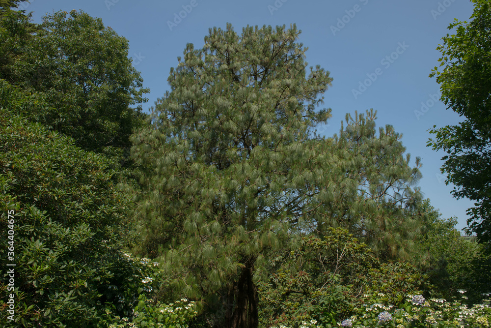Summer Foliage of a Montezuma Pine Tree (Pinus montezumae) Growing in a Woodland Garden in Rural Devon, England, UK Summer Foliage of a Montezuma Pine Tree (Pinus montezumae) Growing in a Woodland Garden in Rural Devon, England, UK