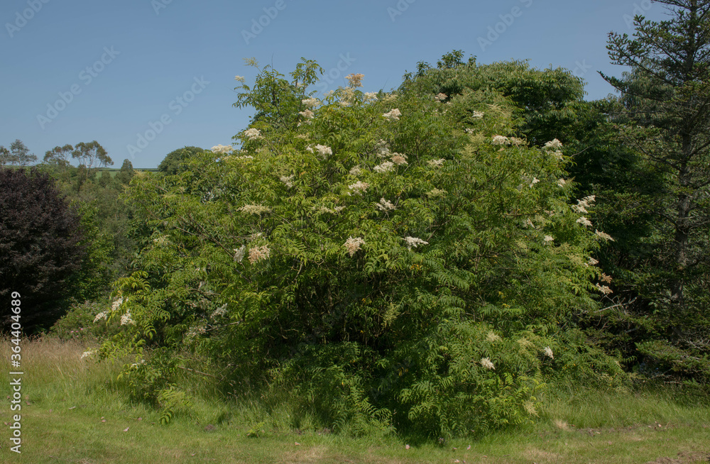 Summer Flowering Himalaya False Spirea or Narrow Leaved Himalayan Sorbaria Shrub (Sorbaria tomentosa var. angustifolia) Growing in a Woodland Garden in Rural Devon, England, UK