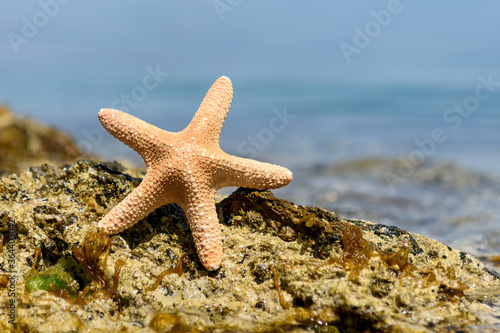 Starfish seashells on the sand by the sea on a sunny day