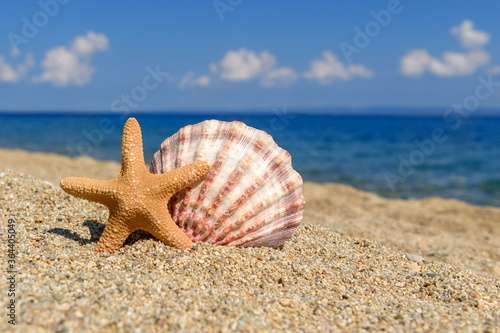 Seashells on the sand by the sea on a sunny day