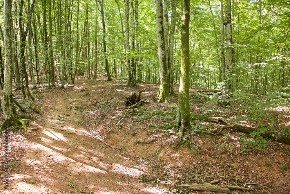 Dirt road overgrown with bushes in the Caucasian forest. Dense greenery around. Summer day far in the mountains. The nature of the Caucasus. Dirt road overgrown with bushes in the Caucasian forest. Dense greenery around. Summer day far in the mountains. The nature of the Caucasus.