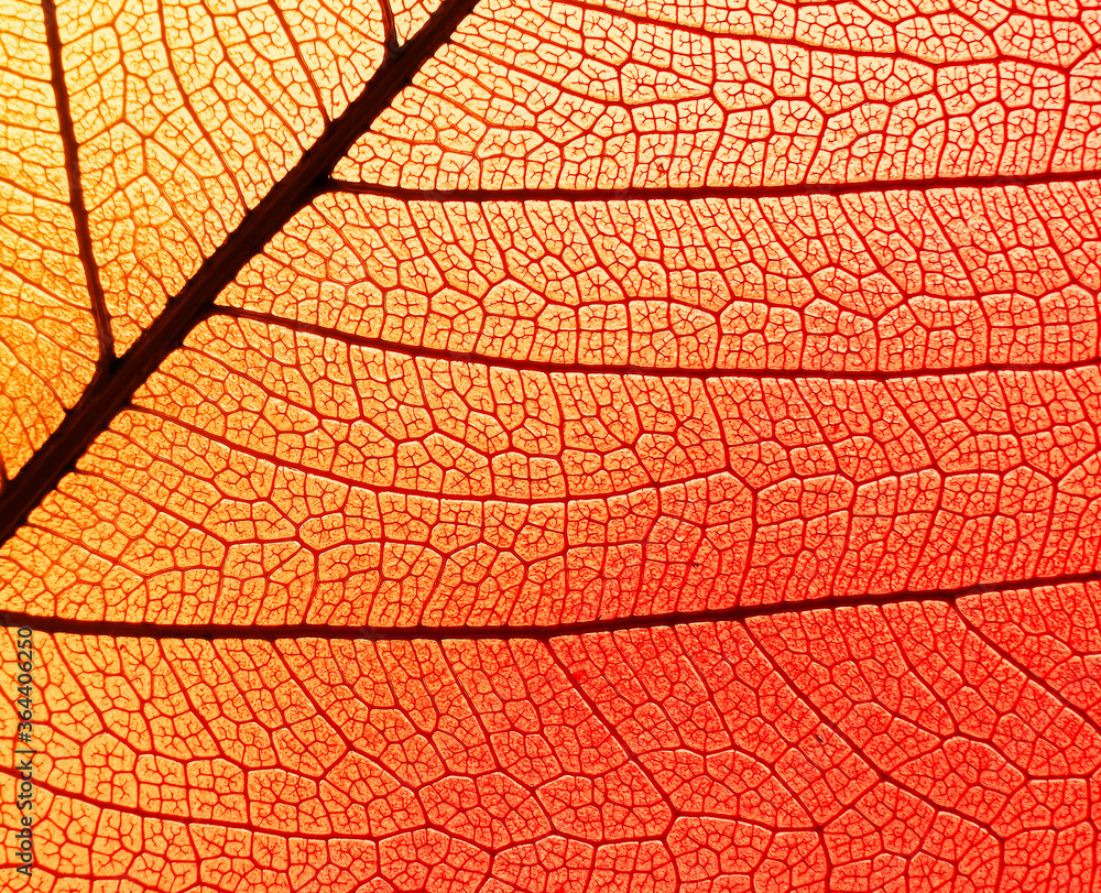 Fototapeta premium Golden orange red transparent autumn leaf background