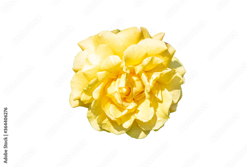 Beautiful bud of a blooming yellow rose Isolated on a white background. Beautiful bud of a blooming yellow rose Isolated on a white background.