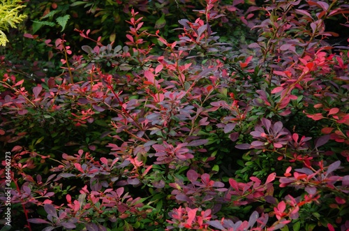 Big bush with many small red burgundy leaves background